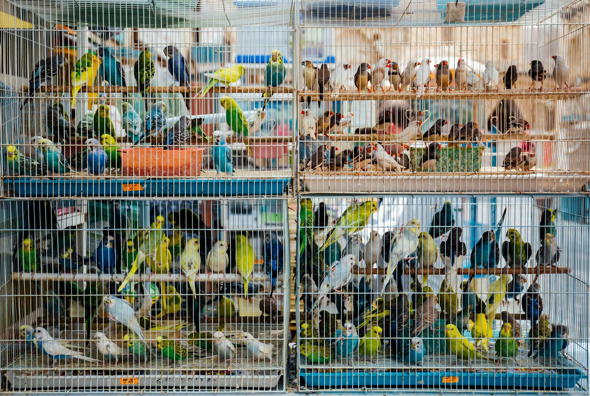 parakeets in cage